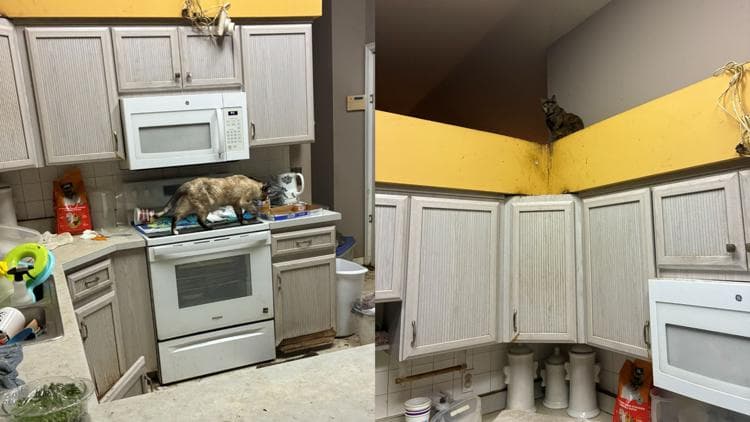 Hernando Woman Charged With 14 Animal Cruelty Counts After 52 Cats Removed