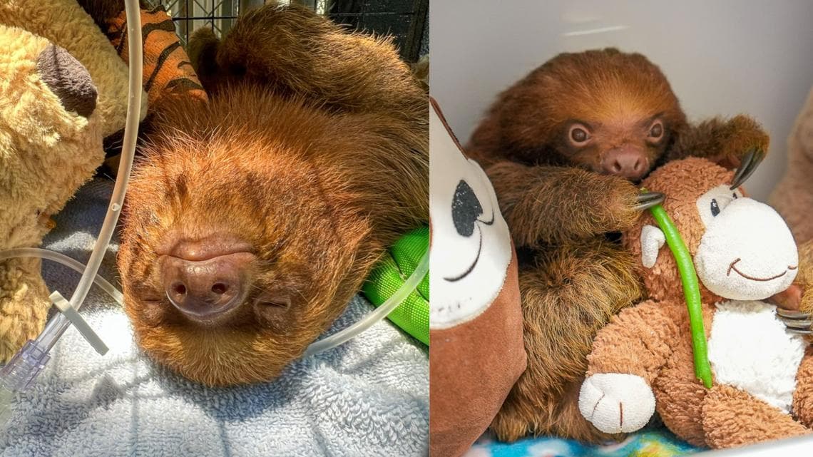 Sanford community raises money to care for rescued sloths