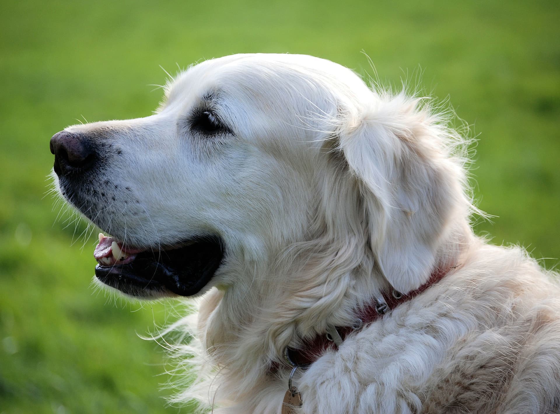 Researchers flag influenza D and canine coronavirus as emerging human threats