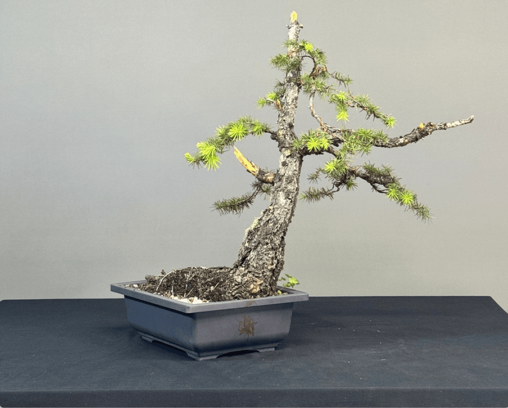 Minnesota Bonsai Society promotes spring auction with rare tree lots