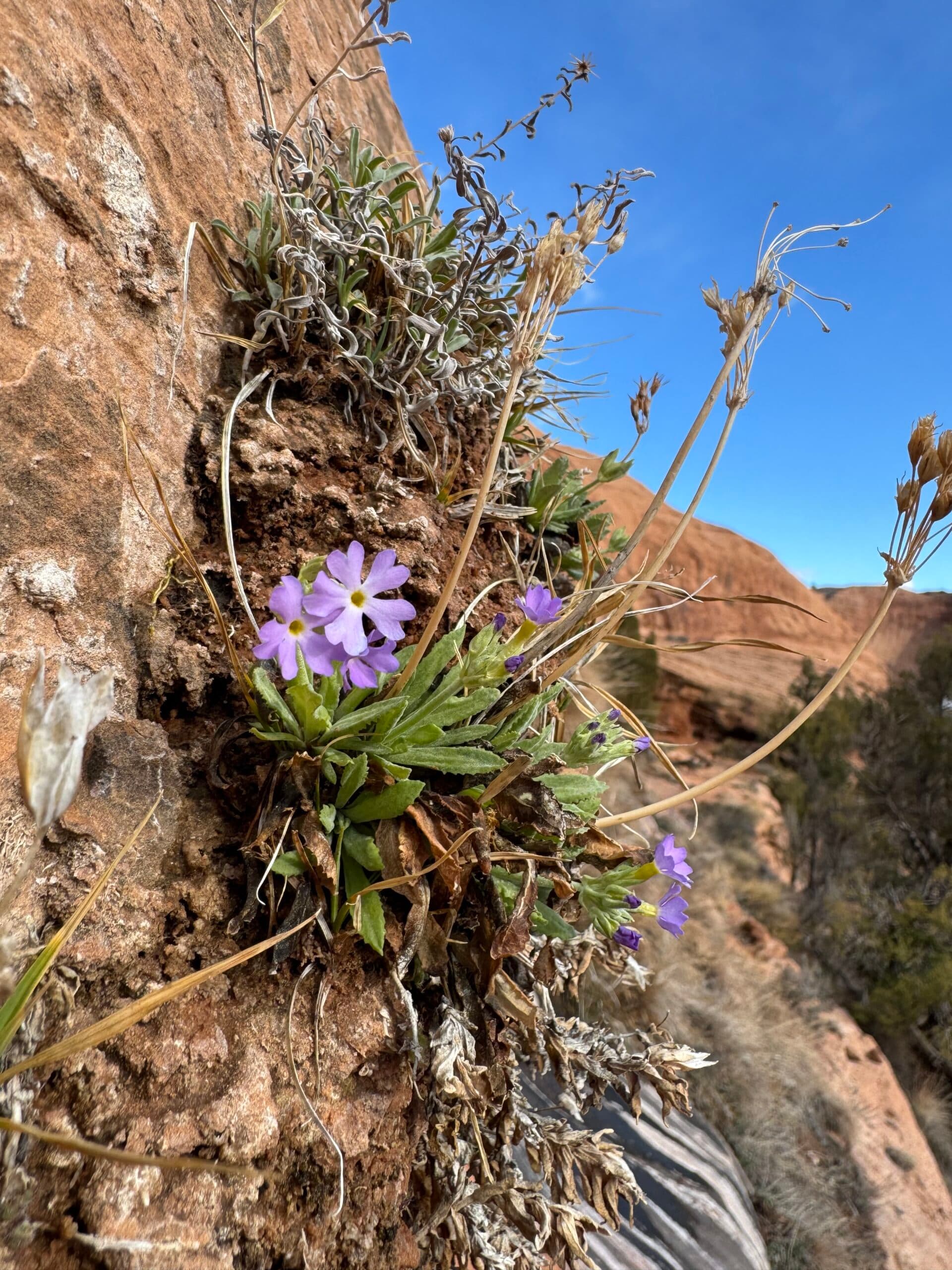 Moab hike reveals hanging gardens and rare cave-dwelling primrose