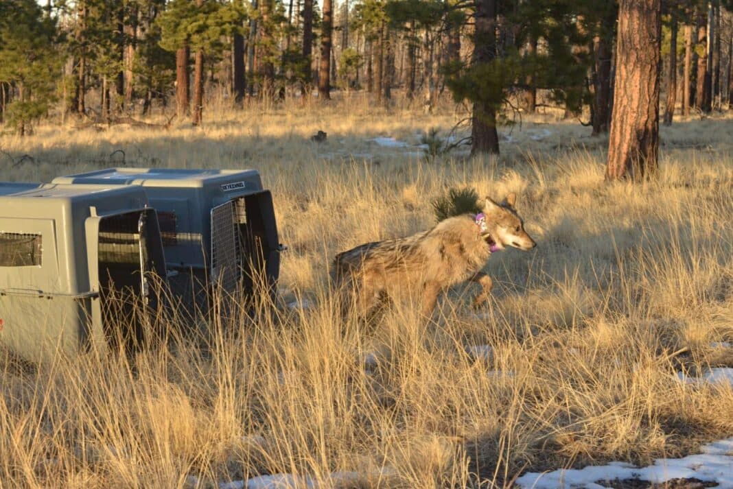 House Approves Wolf Delisting Bill, States Would Regain Control