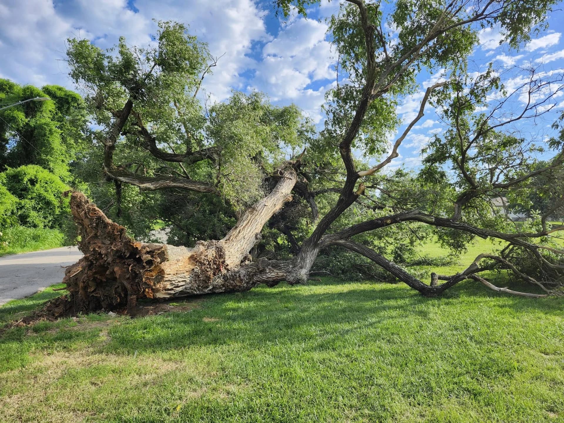 Atchison's Soul Tree removal begins, wood saved for community keepsakes