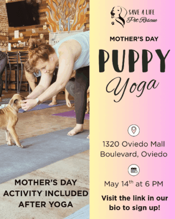 Puppy yoga fundraiser in Oviedo supports pet rescue efforts