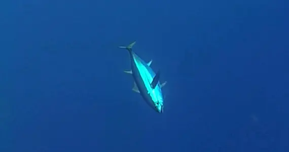 Warmer canyon water sparks early yellowfin tuna action offshore