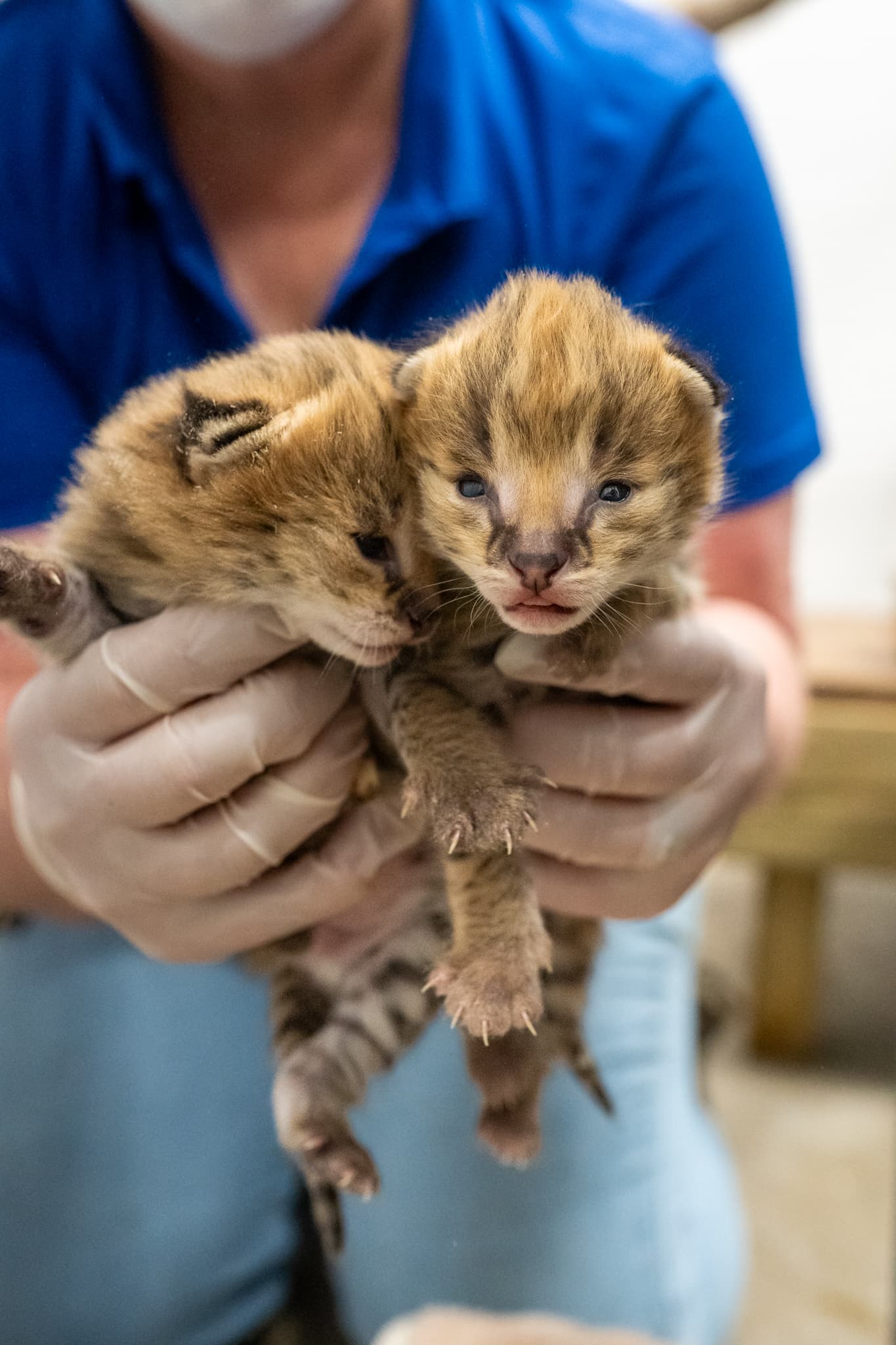 Greensboro Science Center invites public to name serval kittens
