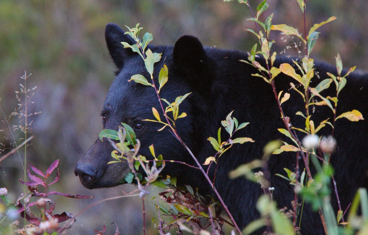 Black Bears Emerging in NH; Officials Urge Removal of Food Attractants