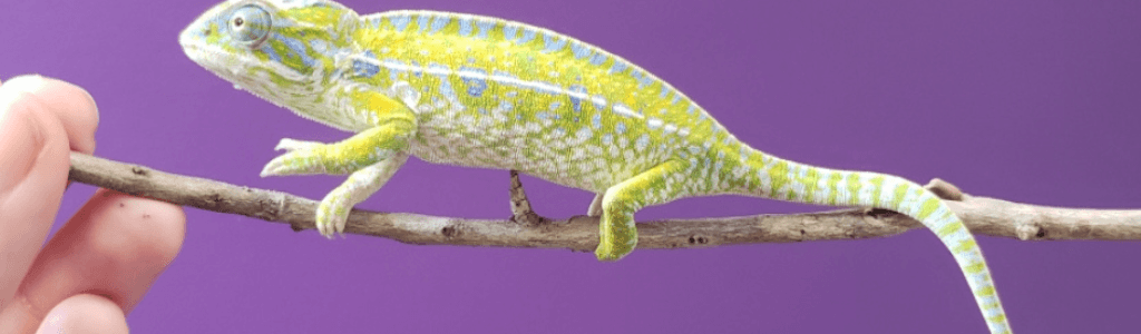 Goochland library to host live reptile program June 16