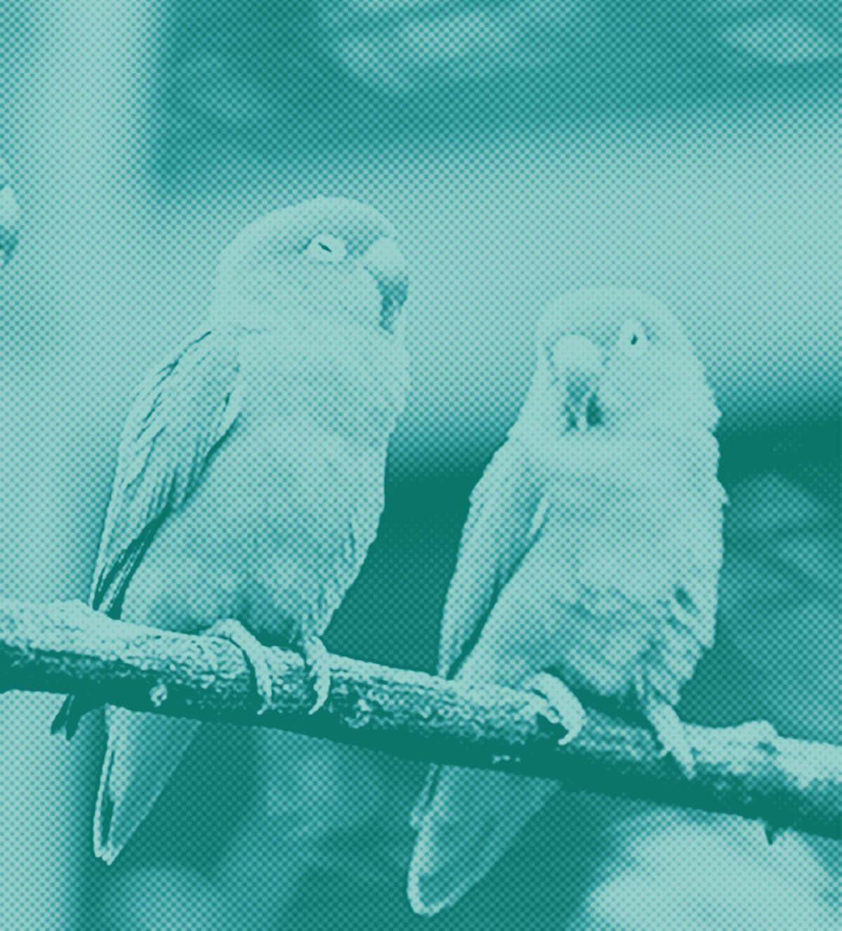 Fall River Restaurant Takes In Lost Parakeet, Seeks Owner on Easter