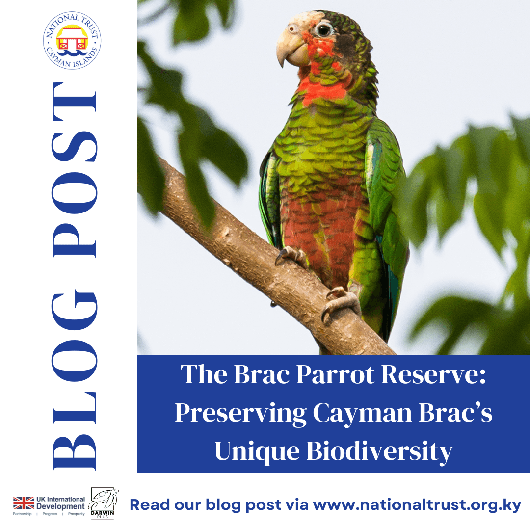 Cayman Islands warns endemic parrots face poaching, habitat loss