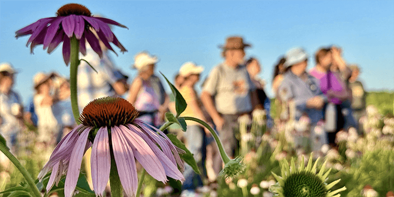 KU invites public to summer solstice tour of Native Medicinal Plant Garden