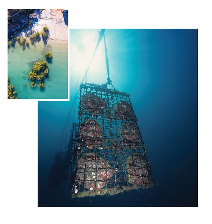 Life-cycle Analysis Shows Pearls May Be First Nature-Positive Gem