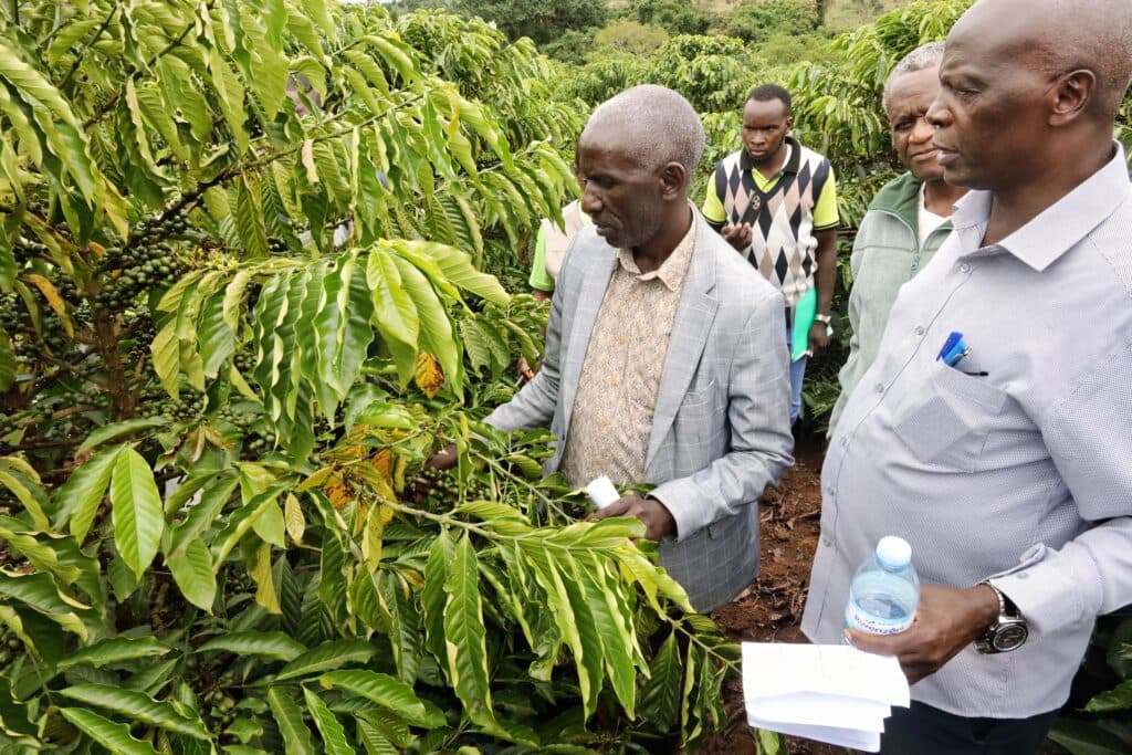 Uganda researchers develop Excelsa coffee to boost climate resilience and markets