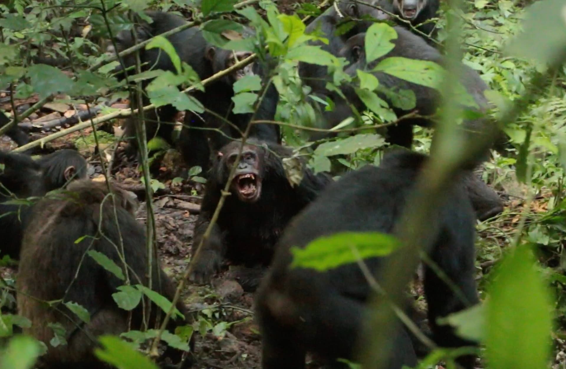 Rare chimpanzee civil war kills dozens in Uganda study