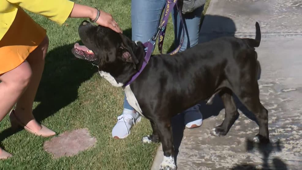 Seminole County Animal Services Teams With UCF Athletics to Find Pets Homes