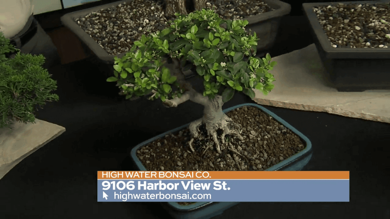 New San Antonio bonsai nursery offers classic and Texas-native species