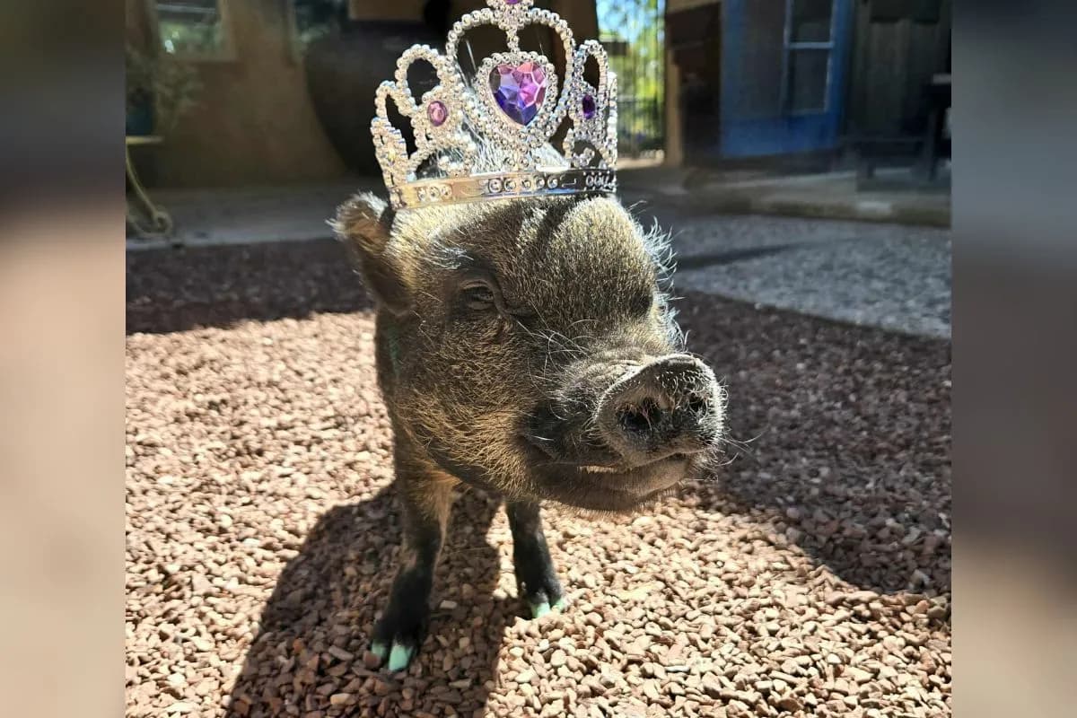 Corrales opens 2026 Pet Mayor race to benefit animal services