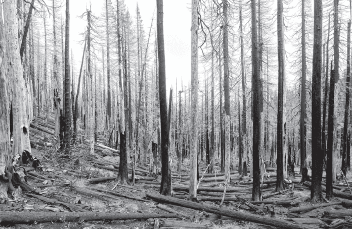 DNR expands spring burning restrictions to Lake, Cook counties