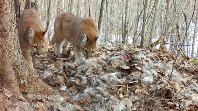 Minnesota confirms first cougar family group in more than a century