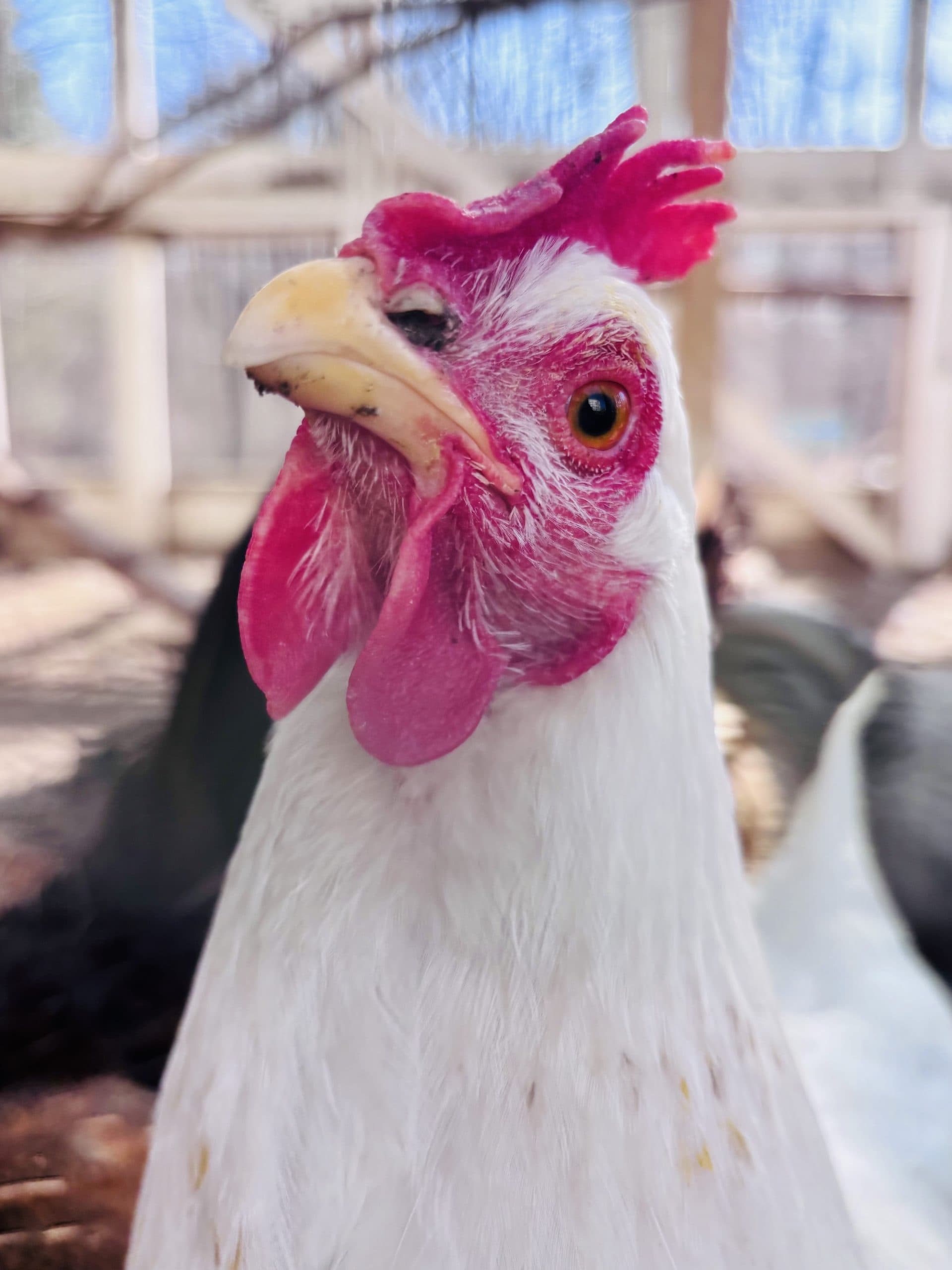 North Attleborough advances zoning update to allow backyard chickens in all homes