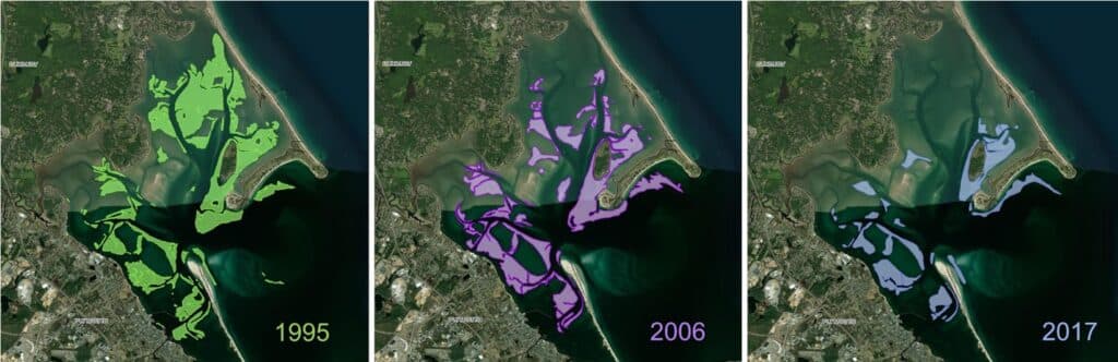 Maine Researchers Document Steep, Widespread Decline in Coastal Eelgrass