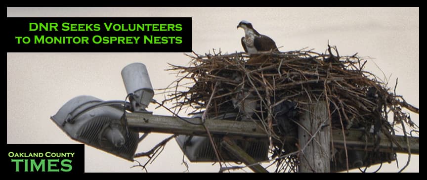 Michigan volunteers asked to track ospreys nesting on cell towers