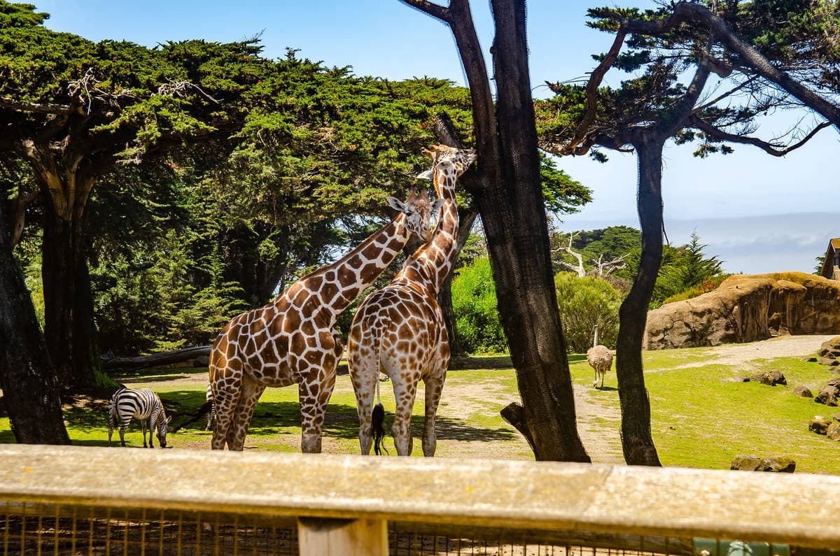 San Francisco Zoo Offers Free Admission for Children Through January