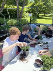 Vienna bonsai workshop teaches beginners to shape and care trees