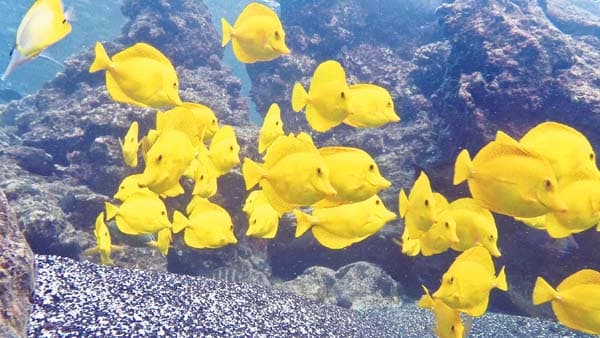 Big Island Aquarium Fishing Ban Passes House, Heads to Senate