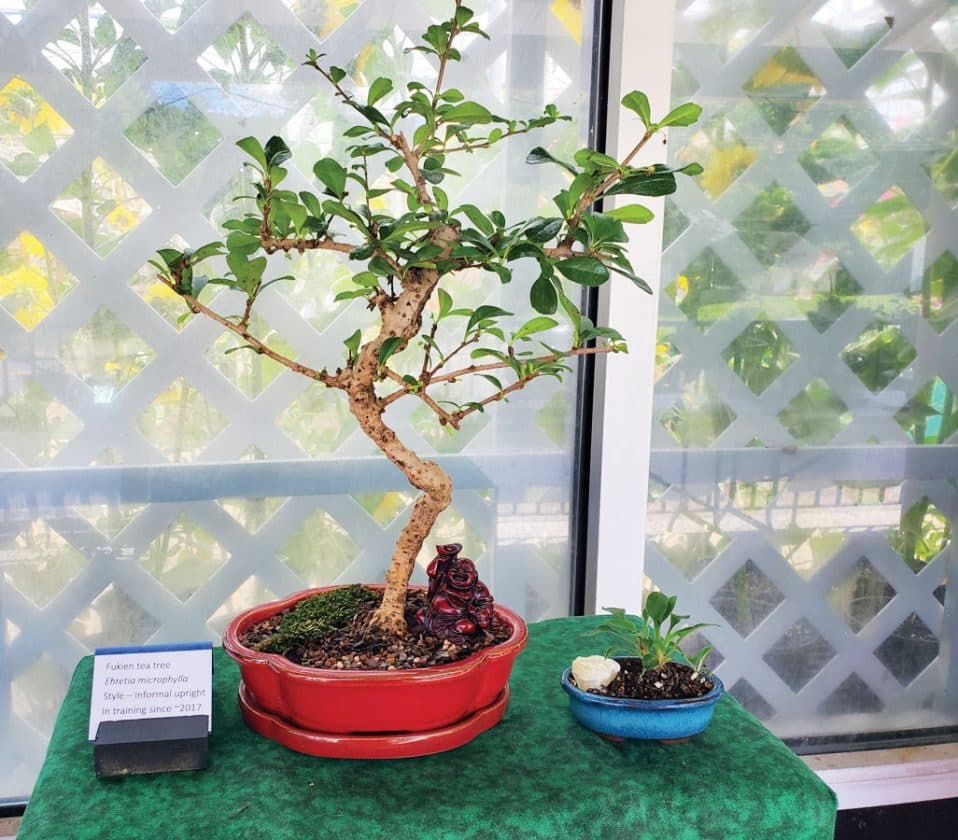 Ki No Kaze Bonsai Club teaches beginners to shape and care trees