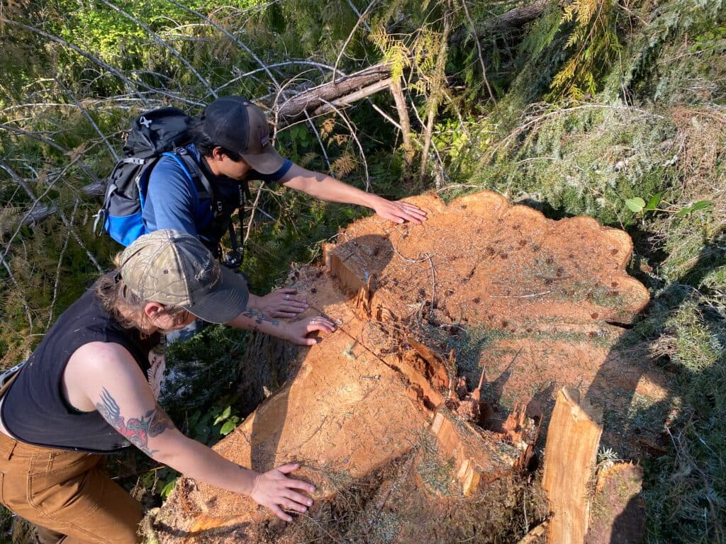 Groups seek court order to halt logging in old-growth west of Yoncalla