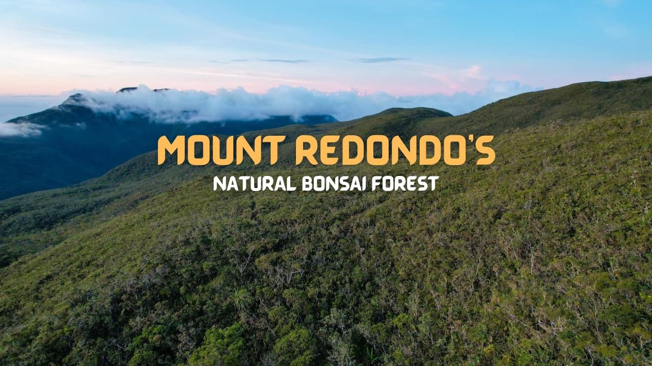 Philippines Bonsai Forest Faces Destruction From Proposed Open-Pit Mining