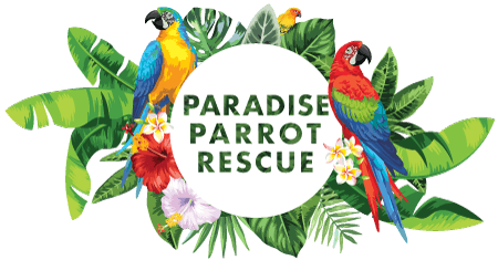 Tucson volunteers help Paradise Parrot Rescue care for rescued birds