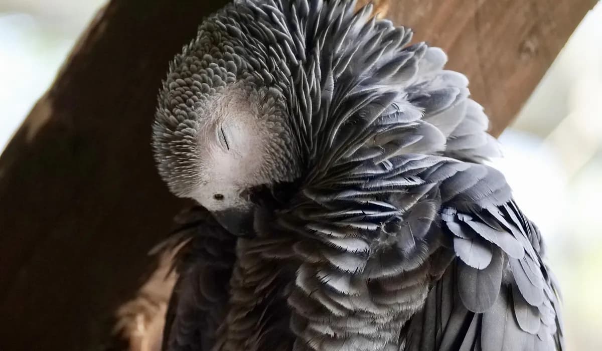 Parrot care guide urges 30-day quarantine for new birds