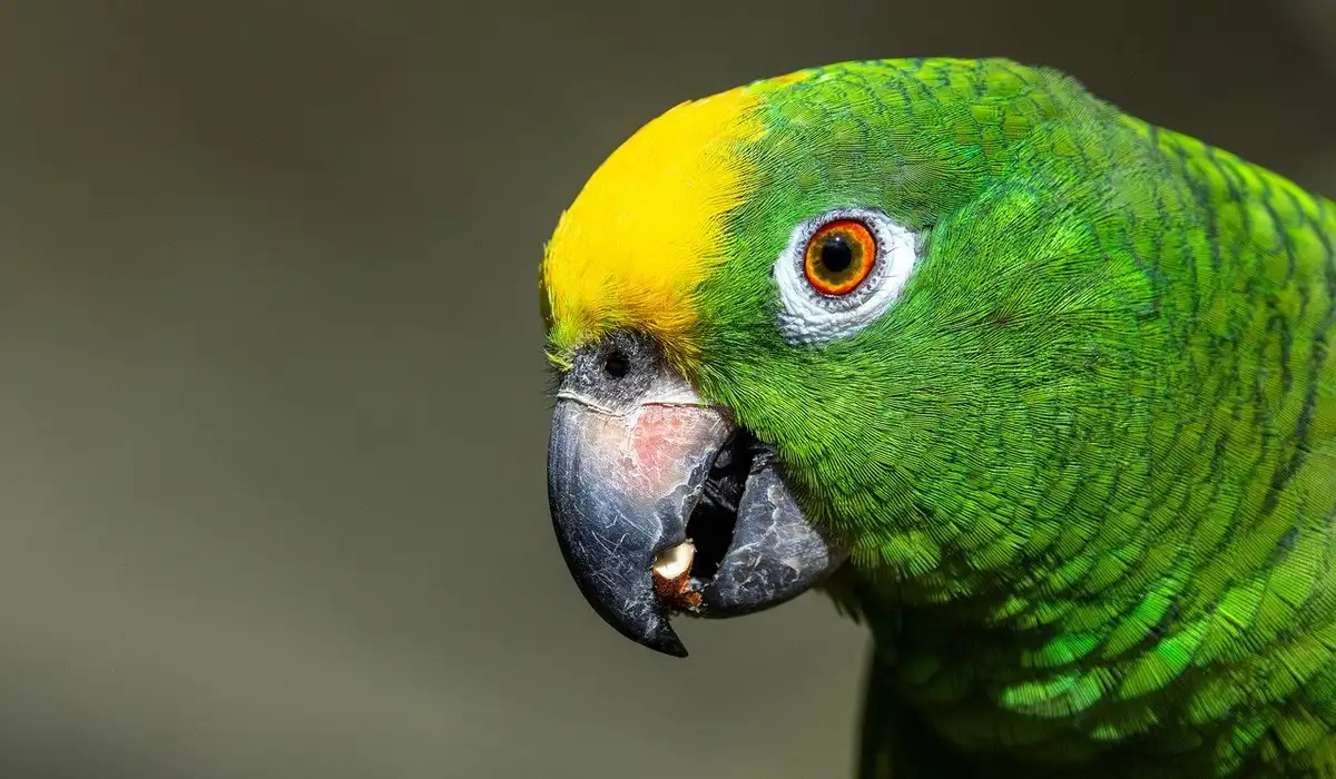 Yellow-naped Amazon guide links care tips with conservation concerns