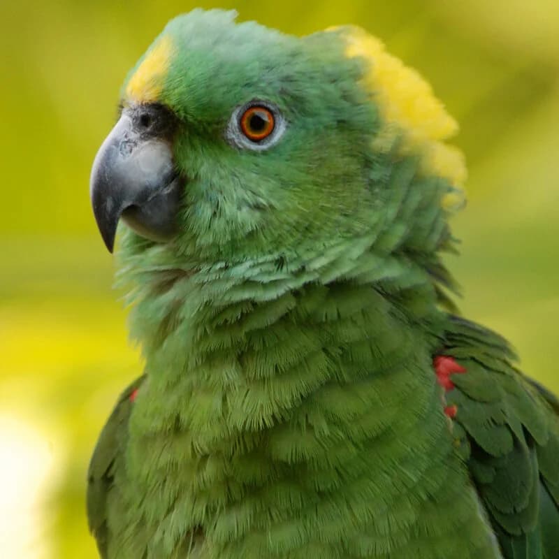 Yellow-Naped Amazon Parrots Use Complex Duets to Defend Territory