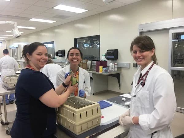 Online education reshapes exotic veterinary training, from avian care to wildlife rehab