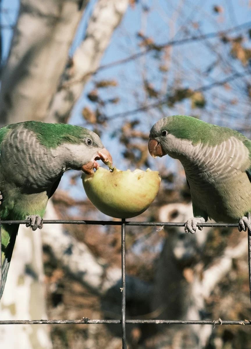 Quaker Parrots Blur Line Between Beloved Pets and Ecological Risk