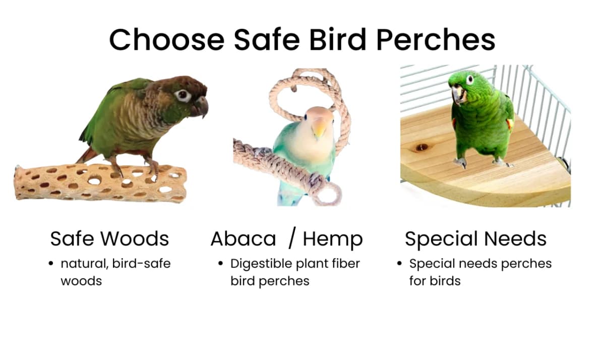 Why perch choice matters for parrot health and comfort