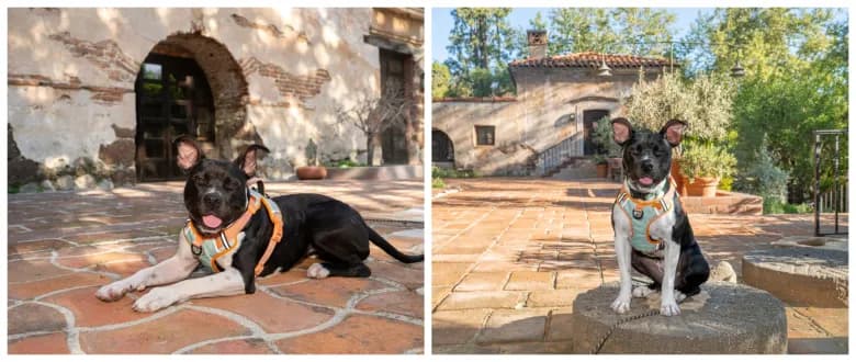 Pasadena Humane advises quiet time for newly adopted dogs to settle in