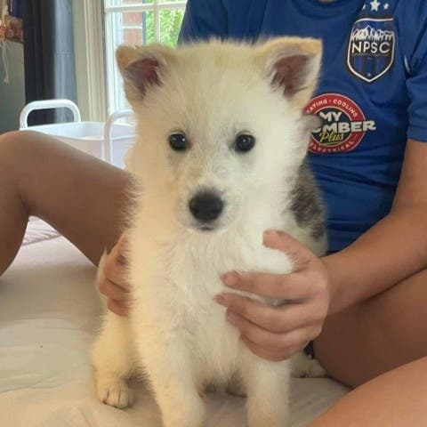 Old Dominion Humane Society Adds Second Puppy Yoga Session Due To Demand