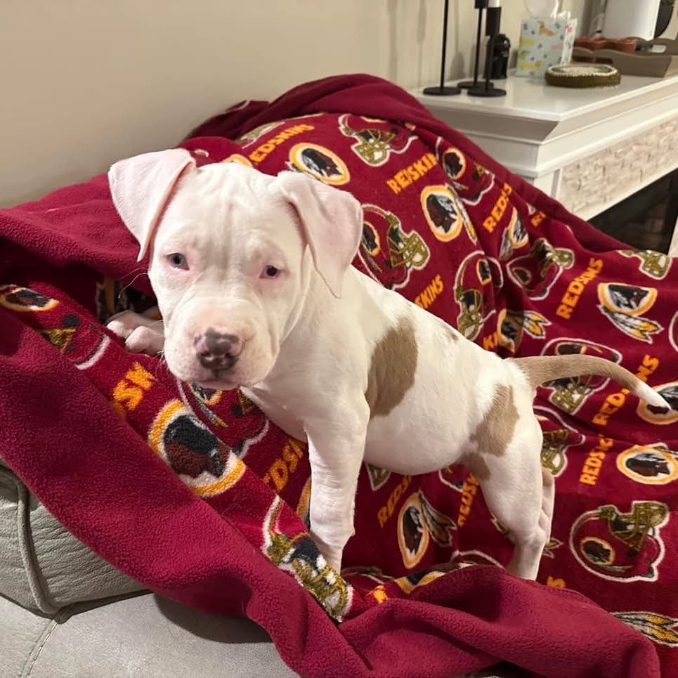 Old Dominion Humane Society to Host Tail-Wagging Puppy Yoga Friday Feb. 6