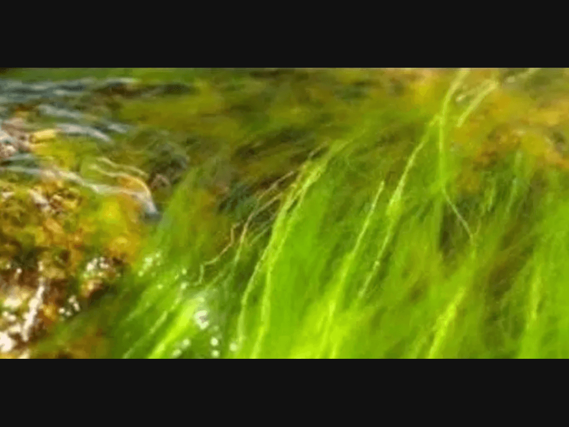 Suffolk County warns of cyanobacteria bloom in Agawam Lake, Southampton