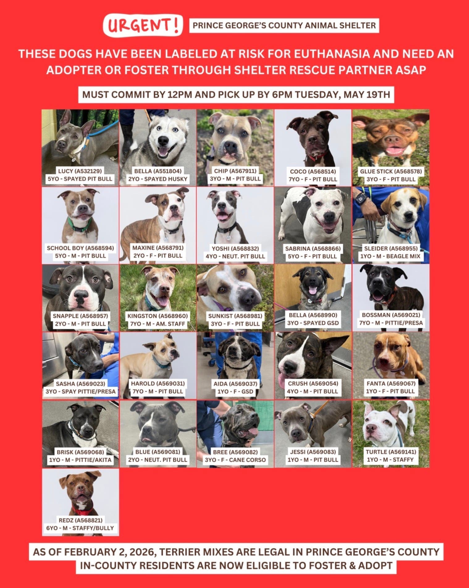 Prince George’s County shelter asks residents to foster, adopt 20 dogs now