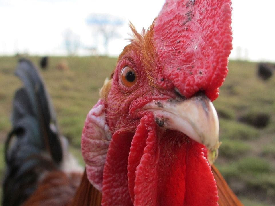 La Vergne considers chicken rules with permits, coop limits, and bird cap