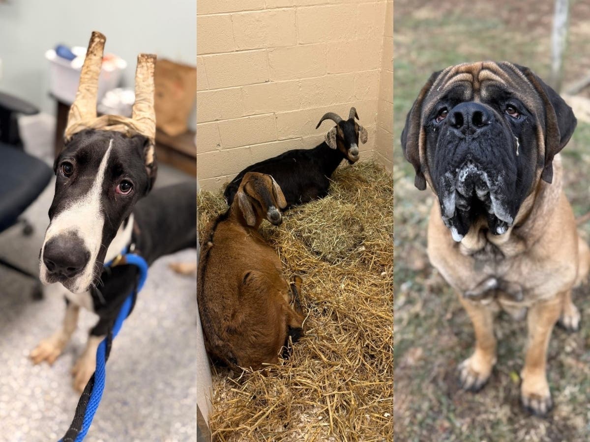 Nearly 40 Animals Removed from Mifflinburg Breeder, PSPCA Investigates