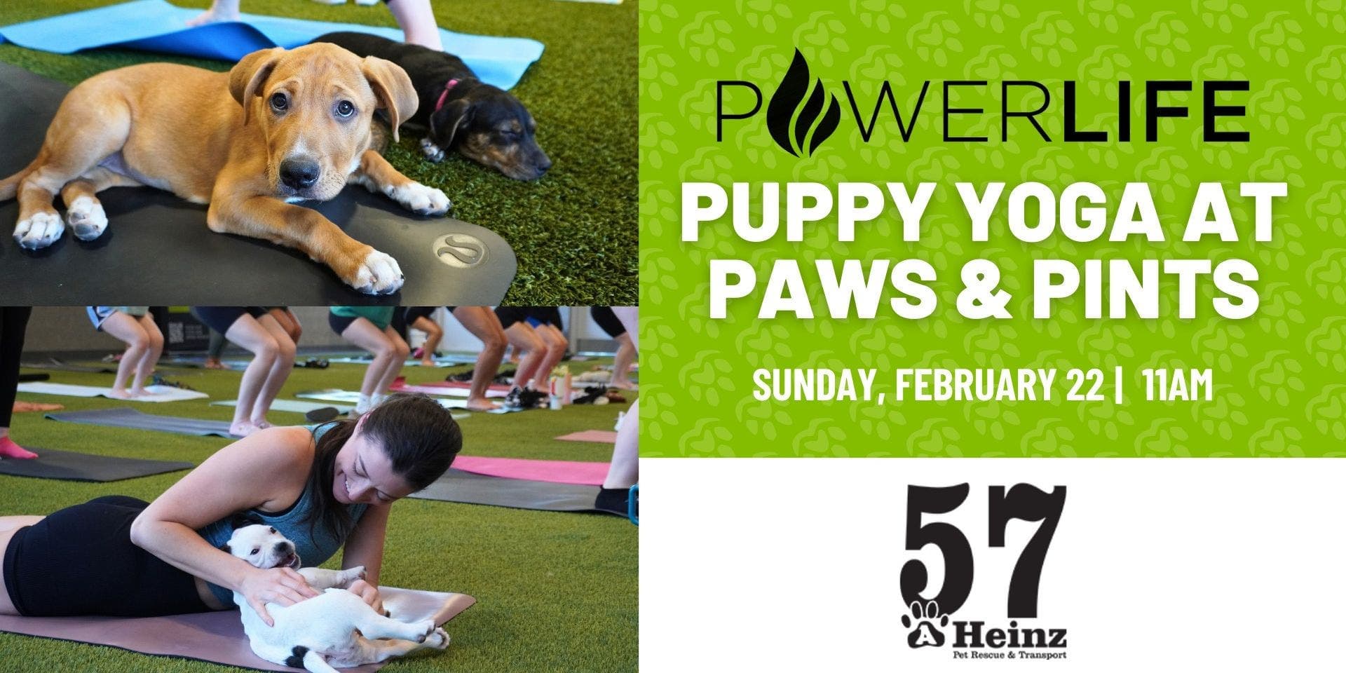 Paws and Pints Puppy Yoga Draws Locals to Meet Adoptable Puppies
