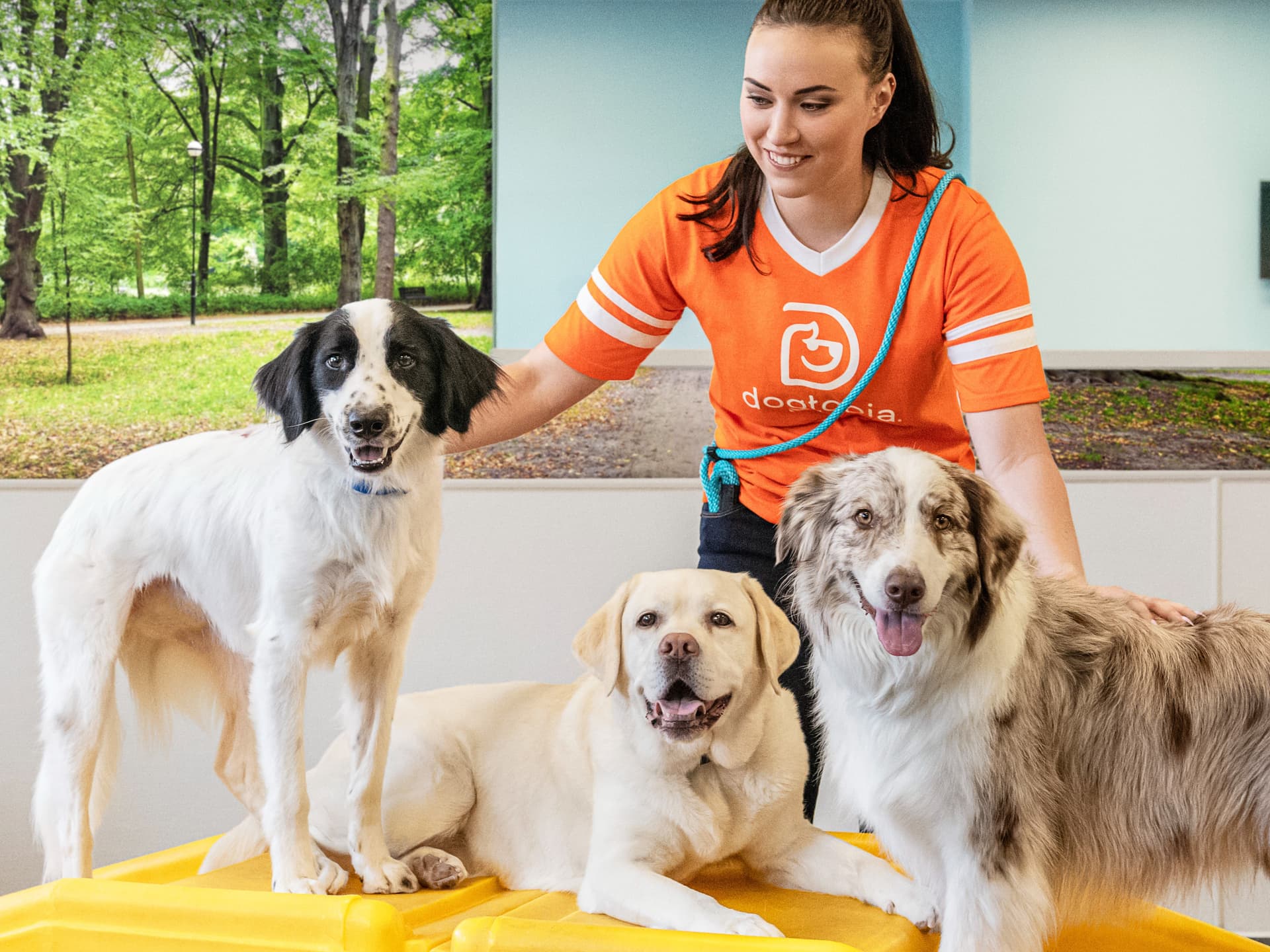 How Dog Daycare Safely Manages Hyperenergetic Dogs All Day