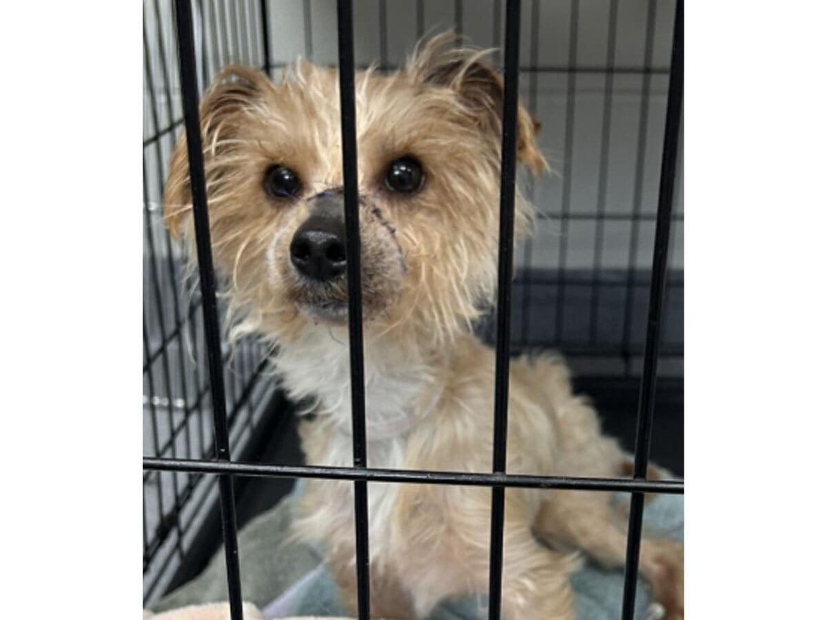 Suffolk seeks owner after emaciated dog found in Port Jefferson Station