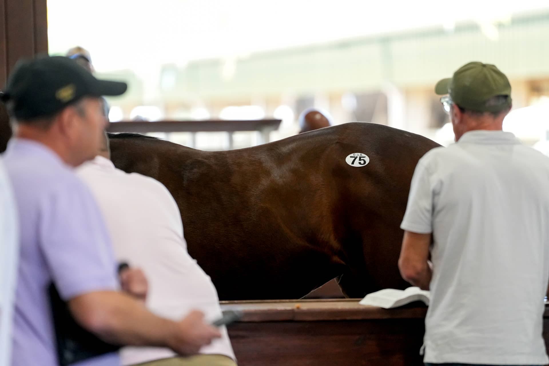 OwnerView webinar aims to simplify horse buying for new owners